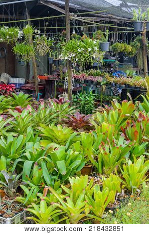 rows of young growth plant hanging pot in farm factory, plant nursery, mass production plants for flowers and decorative plant retail and export business.