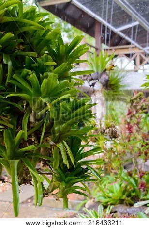 rows of young growth plant hanging pot in farm factory, plant nursery, mass production plants for flowers and decorative plant retail and export business.