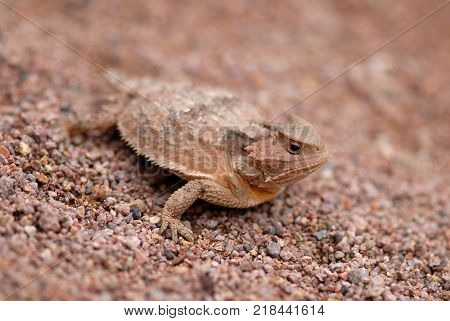 One of several species of horned lizard native to southern Arizona.