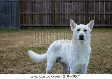 white german shepherd giving a fierce and protective look towards unexpected strangers