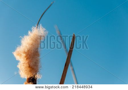 Reed seeds , blue sky background in November.