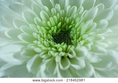 White isolated flower close up macro shot
