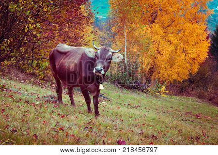 Cattle on the mountain pasture. Picturesque scene in the Ukrainian village Kvasy Transcarpathian Ukraine Europe. Retro filtered.