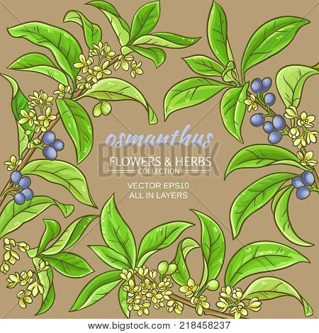 osmanthus branches vector frame on color background
