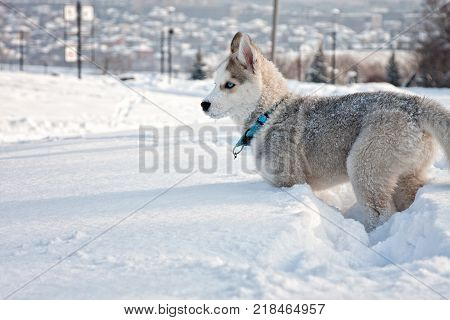 Merry walk with funny and lovely siberian husky dogs