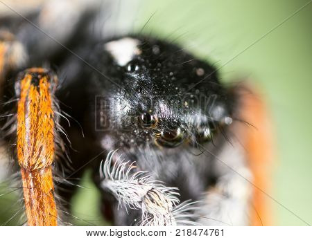 portrait of a spider in nature. super macro .