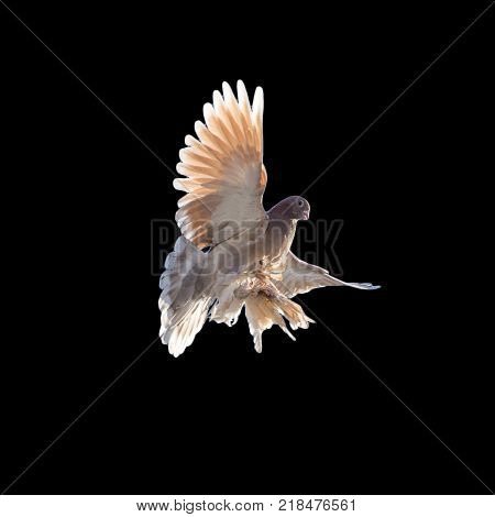 pigeon on a black background . In the park in nature