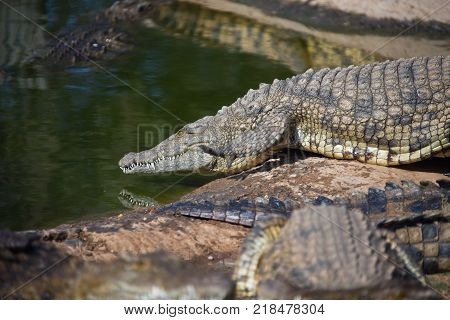 Nile crocodile goes from the shore into the water. Adult large African crocodile.
