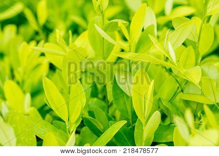 Leaves of coca plant or Erythroxylum novogranatense