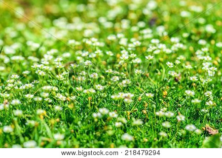 Close up small white flowers of blossoming Heath Pearlwort Lawn or Sagina subulata for natural background