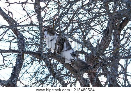 Black and white fluffy cat sitting on apple tree in winter park.