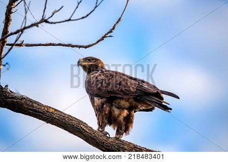 Steppe eagle or Aquila nipalensis pearching on a tree branch