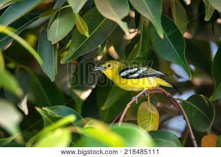 Beautiful common iora or Aegithina tiphia perches on branch with kill