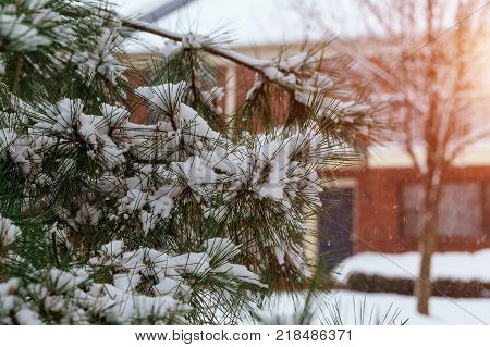 falls snow winter Branches of bushes in snow in the winter in cloudy snow weather. Winter background.