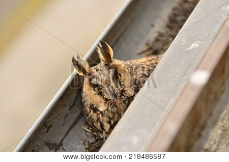 The long-eared owl Asio otus . The long-eared owl female hatches on eggs in gutter. Bird in the nature habitat. Close-up