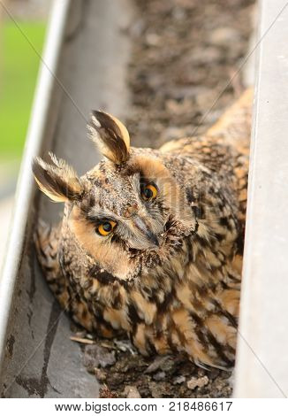 The long-eared owl Asio otus . The long-eared owl female hatches on eggs in gutter. Bird in the nature habitat.