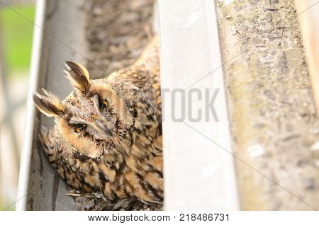 The long-eared owl Asio otus . The long-eared owl female hatches on eggs in gutter. Bird in the nature habitat.