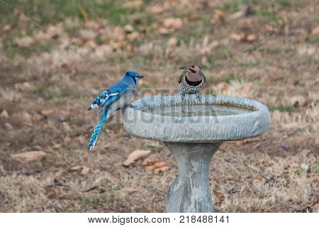 Two colorful birds eye each other at the birdbath in a backyard in Missouri. The photographer captured a nice bokeh effect.