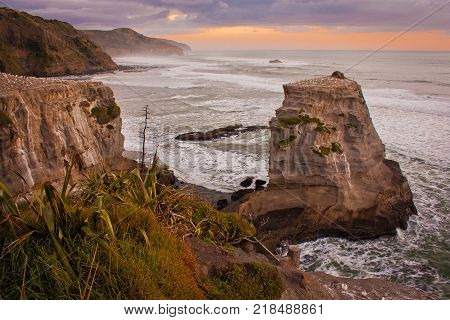 Rocky cliffs at Muriwai beach with gannet colony, near Auckland, New Zealand