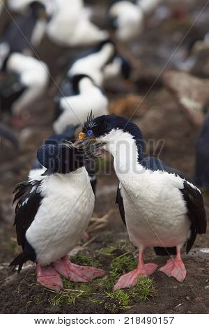 Pair of Imperial Shag (Phalacrocorax atriceps albiventer) engaged in a courtship ritual on the cliffs of Saunders Islands in the Falkland Islands.