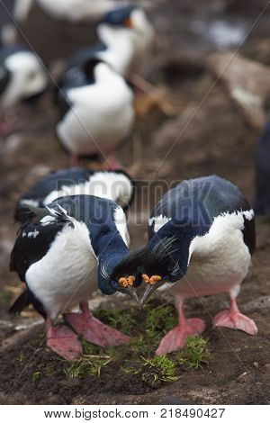 Pair of Imperial Shag (Phalacrocorax atriceps albiventer) engaged in a courtship ritual on the cliffs of Saunders Islands in the Falkland Islands.