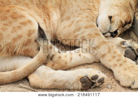 Group of lions in Johannesburg, South Africa