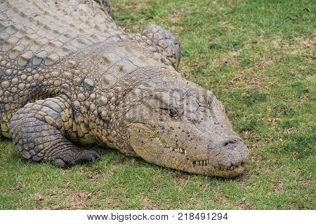 Crocodiles (subfamily Crocodylinae) or true crocodiles are large aquatic reptiles that live throughout the tropics in Africa, Asia, the Americas and Australia.