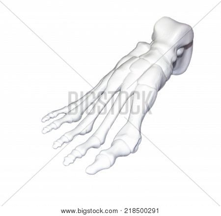 White prototype human foot skeleton printed on 3d printer. Isolated on white background. Fused deposition modeling, FDM. Progressive modern additive technology. Concept of 4.0 industrial revolution