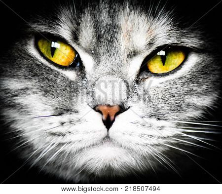 Brittish shorthair cat animal close up eye