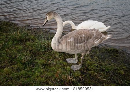 Two swans: One young swan and one adult swan.