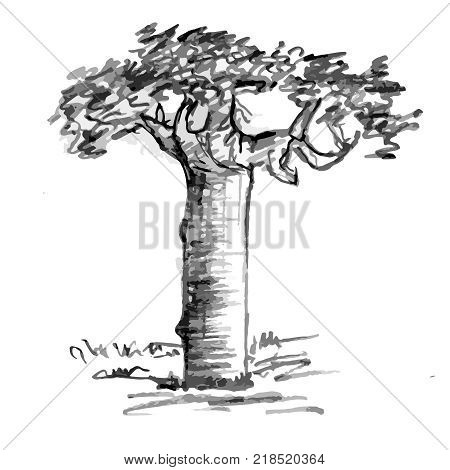 Hand drawn black tree without leaves isolated on white background. Branches of baobab plant on vector illustration. Simple gray sketch.