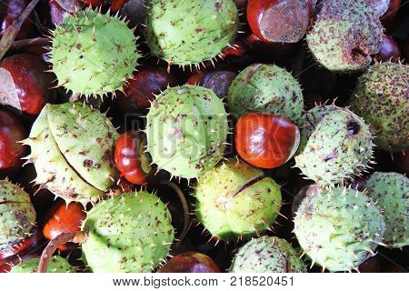 Wild whole chestnut chestnuts as texture background. Chestnut pattern closeup. Fall autumn illustration with brown chestnuts.