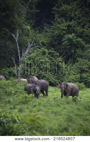 wild elephants live in deep forest at Kui Buri National Park Thailand