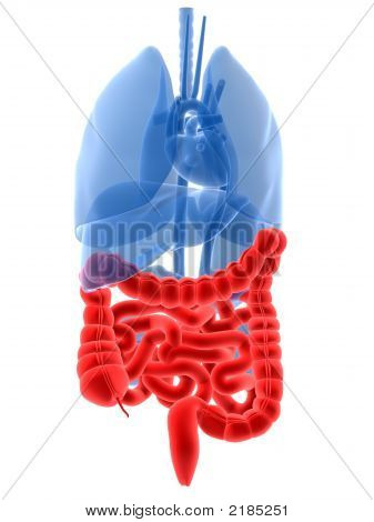 Destacados los intestinos