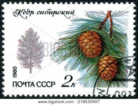 USSR - CIRCA 1980: A stamp printed in the USSR shows a Pinus sibirica circa 1980