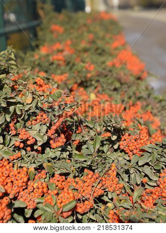 Brush berry. Orange autumn berries of Pyracantha with green leaves on a bush