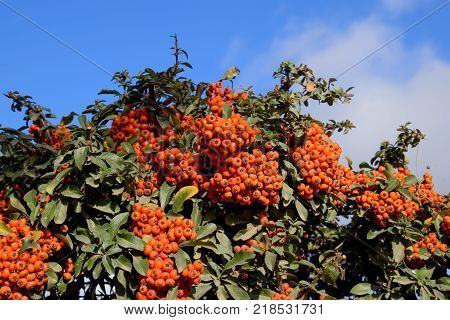 Brush berry. Orange autumn berries of Pyracantha with green leaves on a bush