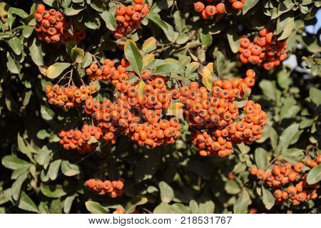 Brush berry. Orange autumn berries of Pyracantha with green leaves on a bush