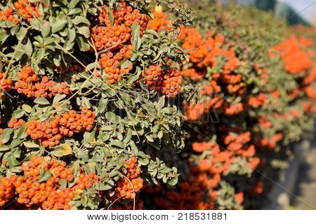 Brush berry. Orange autumn berries of Pyracantha with green leaves on a bush