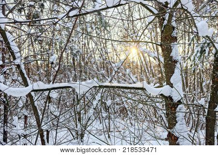 branches under the snow and sunrays at sunset in the forest