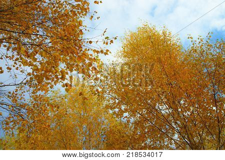 Yellow autumn leaves on background of blue cloudy sky. Bottom view of gold tree tops in good sunny weather