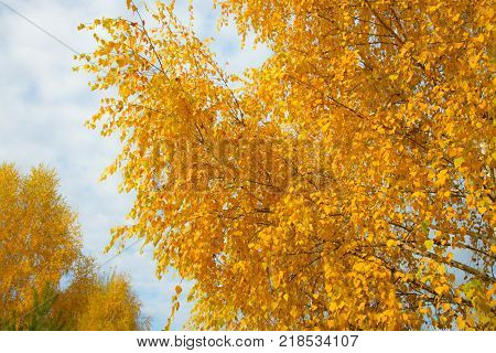 Yellow autumn leaves on background of blue cloudy sky. Bottom view of gold tree tops in good sunny weather
