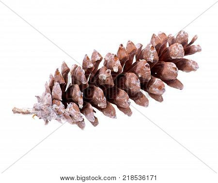 Long sugar pine cone with resin, Pinus Lambertiana, isolated on white background