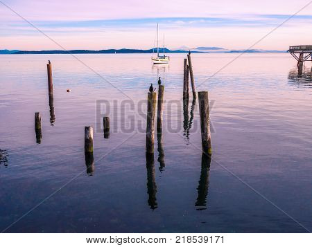 Cormorant On Piles At The Shore. Sidney, Bc, Vancouver Island, Canada