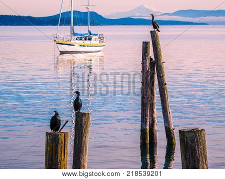 Cormorant On Piles At The Shore. Sidney, Bc, Vancouver Island, Canada