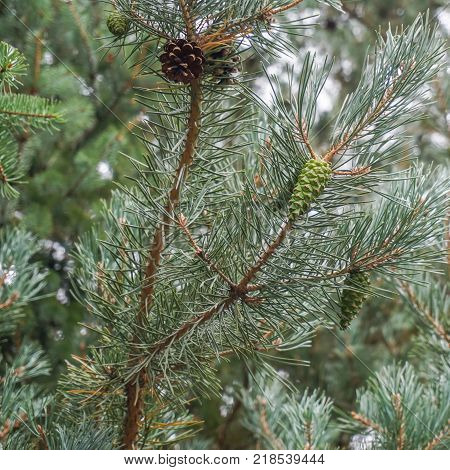 Section of Douglas Fir tree showing the needles and cones both mature and developing.