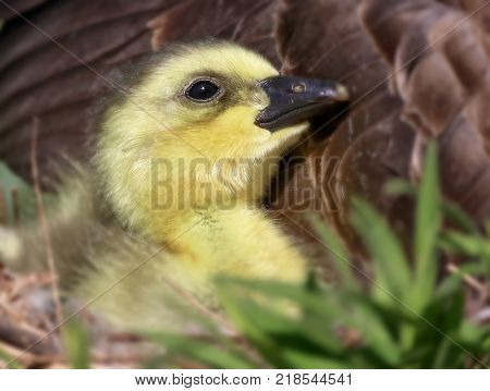 a brand new gosling cuddles with its mom in a nest at a local wildlife park refuge 