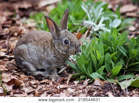 a cute little bunny eating keaves in a local park 