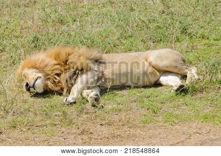 Closeup of a male Lion sleeping (scientific name: Panthera leo, or 