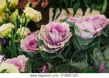 Sale of flowers called Decorative cabbage in the foreground. Other different flowers are next to the background